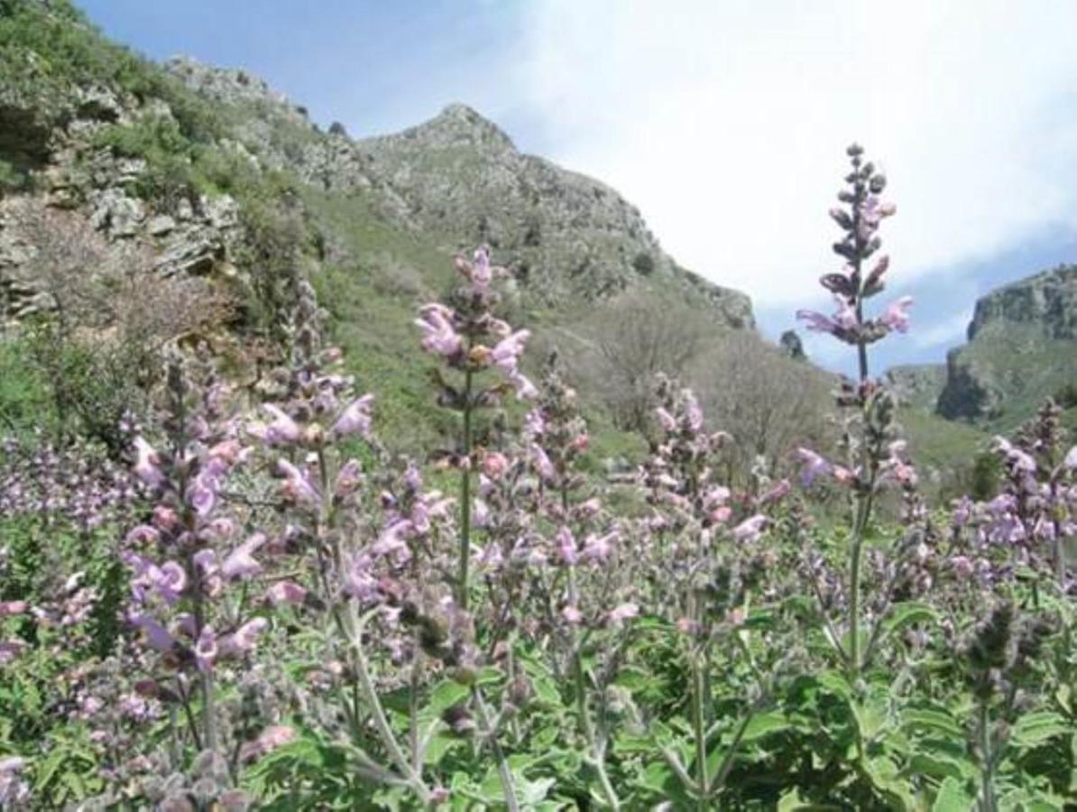 Traditional Cretan House Lithostrati Village Holiday home Karidi